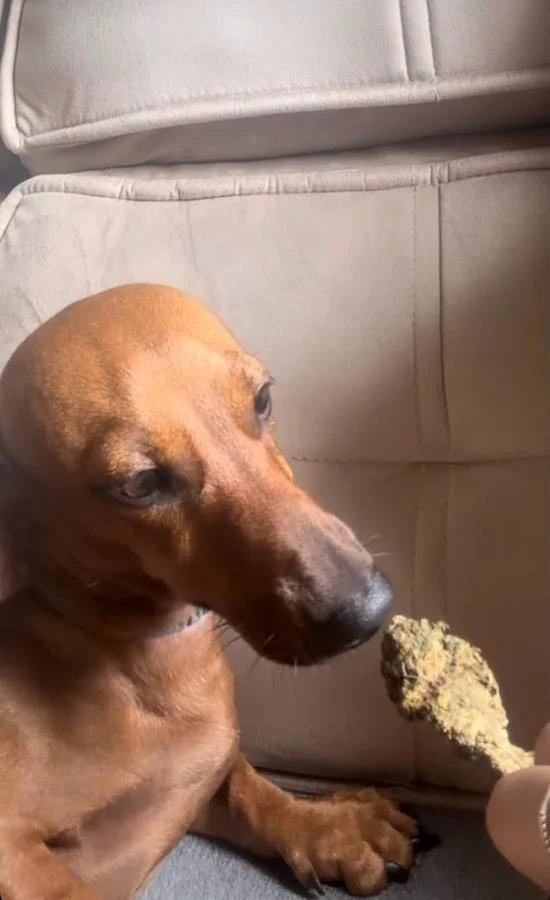 Polícia prende jovem que teria oferecido maconha a cachorro em Sorriso