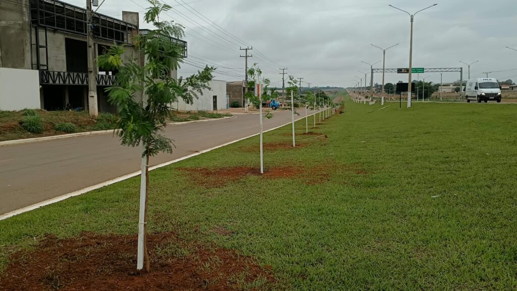 Viveiro Municipal de Campo Verde reabre na próxima quarta-feira com distribuição gratuita de mudas