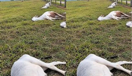 Temporal com raios mata 11 animais e causa estragos em Vila Bela